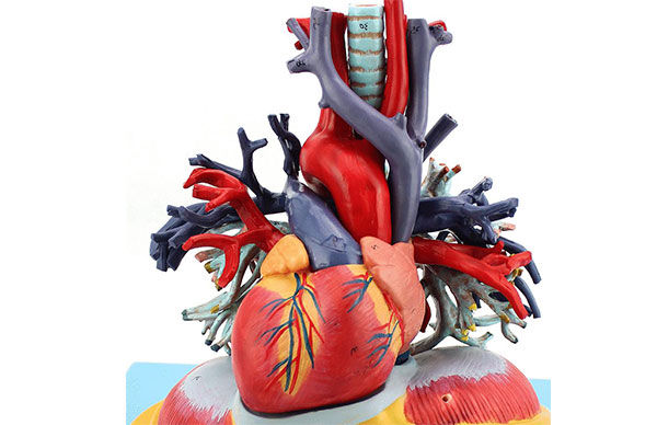 心脏及大血管的外科治疗